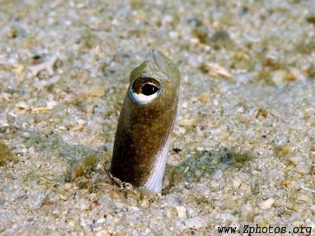 Closeup of the eye of a brown garden eel common to the ca... by Zaid Fadul 
