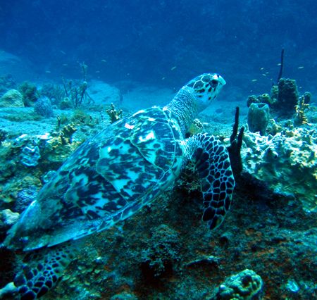 Hawksbill Buck Island St. Thomas U.S.V.I. Taken with Cann... by Candido Gonzalez-Alonso 