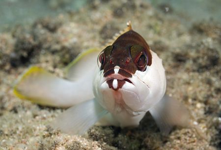 Blacktip grouper. Sharks bay.
D200, 60mm. by Derek Haslam 