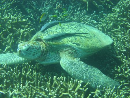 Taken In tioman, Green Turtle resting... by Elderly Wong Ming Hong 