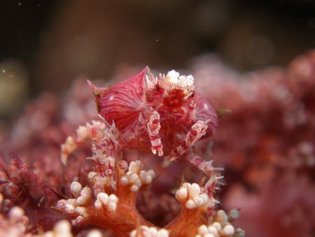 Cute Face Dendro' Crab Tulamben Bali by Brad Cox 