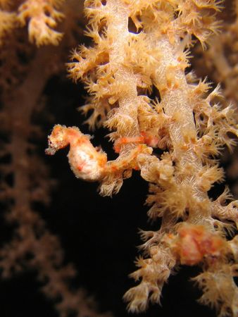 Pigmy sea horse - You can also see he's pregnant! - The p... by Sara Valla 