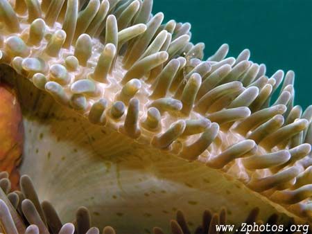 Look close and you will see the eyes on a really really t... by Zaid Fadul 