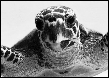 Face to face with a very mature Caretta Caretta Turtle; o... by Raul Posse 