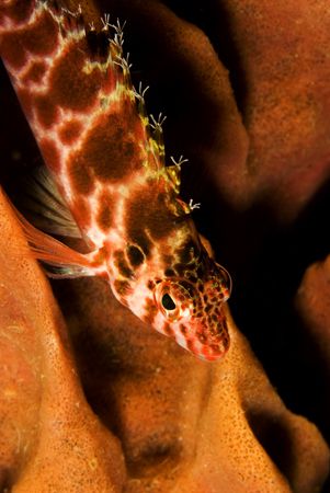hawkfish taken in puerto galera,philippines with nikon D2... by Parvin Dabas 