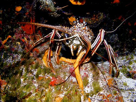 "you can not have me" Yes this critter is protected from ... by Steven Anderson 
