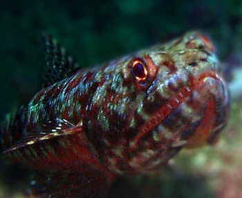 Lizardfish by Martin Dalsaso 