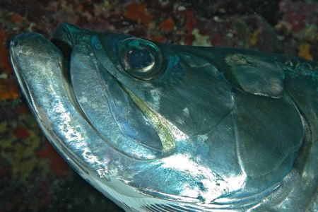 This is a close-up of a HUGE tarpon, taken at Eden Rock, ... by David Heidemann 