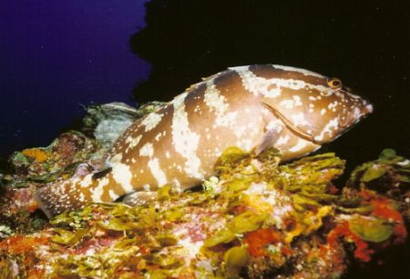 Grouper appearing to be on a nest
Nokonos V 28mm lense by Marylin Batt 