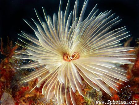 Magnificent feather duster worm and its two sets of radio... by Zaid Fadul 