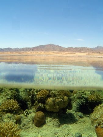 Barren desert and contrasting underwater life taken in Na... by Nikki Van Veelen 