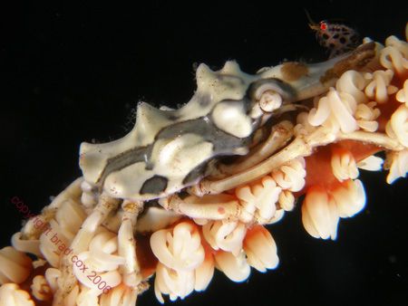 Zeno Crab - With some sort of little sea lice or bug. Tul... by Brad Cox 