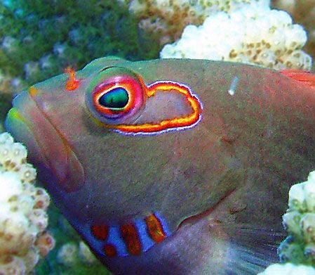 Arc-Eye Hawkfish by Martin Dalsaso 