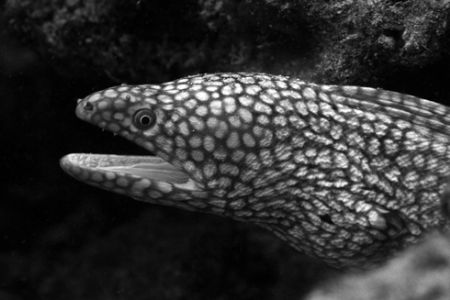 Whitemouth Moray. Taken near Hawaii Kai, HI. About 40 ft ... by Mathew Cook 