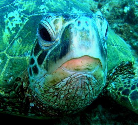 cool turtle. by Elizabeth Chase 