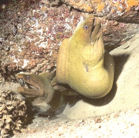 Three Moray Ells at Sand Falls, Cabo San Lucas, Mexico Ni... by Marylin Batt 