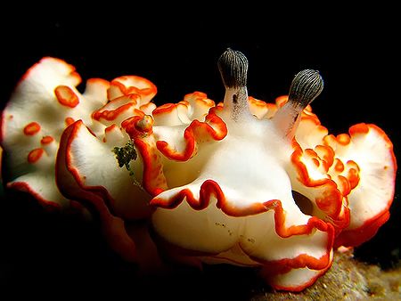 Strike A Pose! Taken In Redang, Malaysia! by Ed Eng 