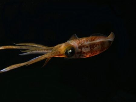 Night Squid by John Brethauer 