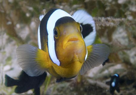 Anemonefish attack by Andy Lerner 