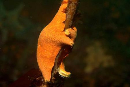A starfish holding on for his life (to kelp) during some ... by Dallas Poore 