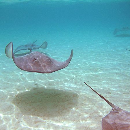 ballet of rays in the lagoon of Moorea, south Pacific by Christophe Maes 