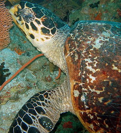 Hawksbill turtle under an overhang on Kudi Ra Thila, Sout... by Carl Wrightson 