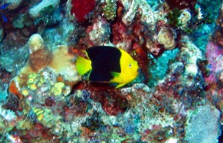 Rock Beauty seen at Grand Cayman this August. Taken with ... by Bonnie Conley 