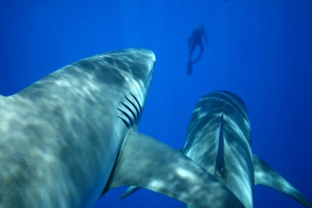 Divers Beware. This is a combonation of 2 images, created... by Mathew Cook 
