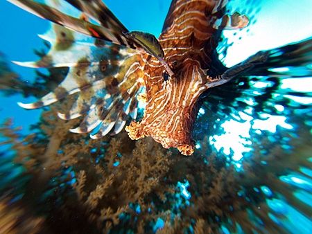 Lionfish taken by using the zooming technique at pipeline... by Nikki Van Veelen 