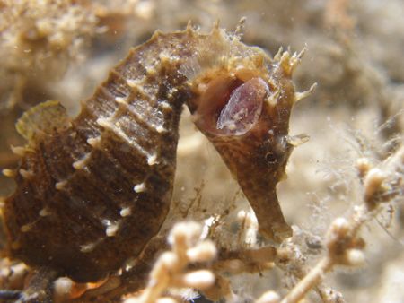 Sea horse, florida. by Joanne Fraser 