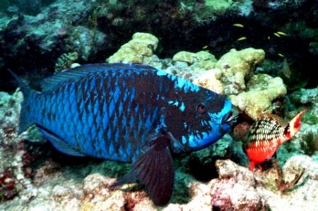 Midnight & Spotlight (Parrot's) CIWA shot nikonos 15mm SB... by Michael Salcito 