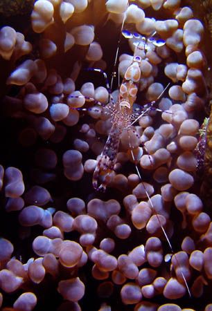 A spotted cleaner shrimp nestled in anemone. by Martin Spragg 