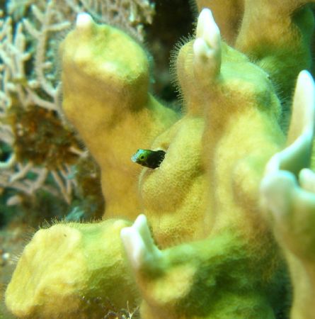 Blenny, Roatan
Victor do you have on of these? by John Brethauer 