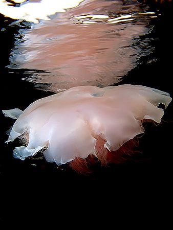 The Reflection! Taken In Redang With Canon S80. by Ed Eng 