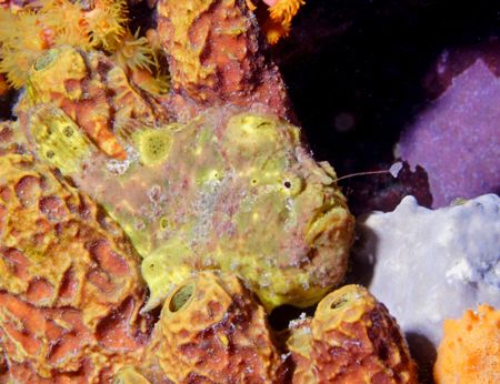 Frogfish with his Lure out and looking for food. Bonaire,... by Lee Marple 