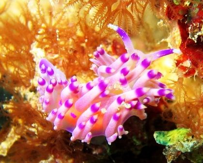 Purple is my favourite color! Taken at Vietnamese Wreck, ... by Mohan Thanabalan 