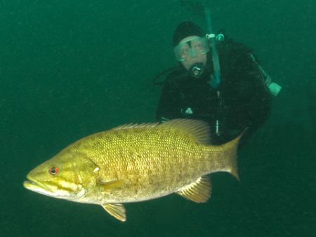 Bass in Gilboa Quarry, Ohio. D70, 10.5 fisheye, two stobes. by David Heidemann 