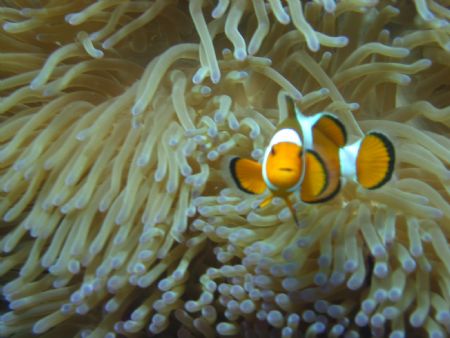 Finding Nemo..... In Tioman.... by Elderly Wong Ming Hong 