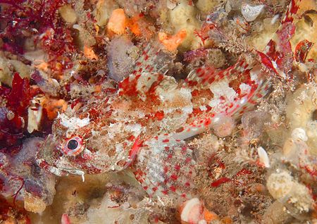 Scorpion fish amongst sponges.
Menai Straits, night dive... by Mark Thomas 