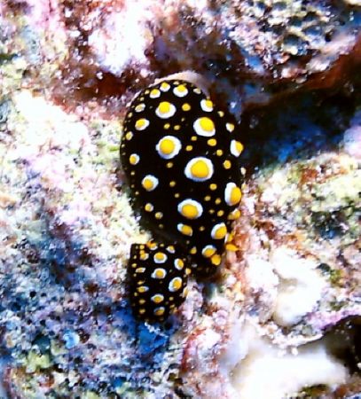 2 Fried Egg Nudibranch Sea & Sea 
DX3100 by Marylin Batt 