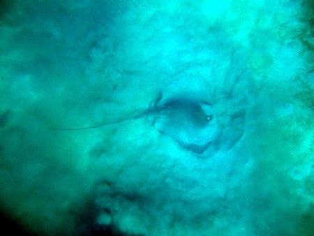 Sting ray, buries itself under the sand, whilst we snorkl... by Steve Laycock 