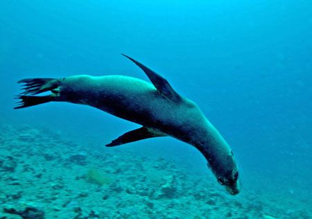 Playful Sea Lion! by Jeannette Howard 