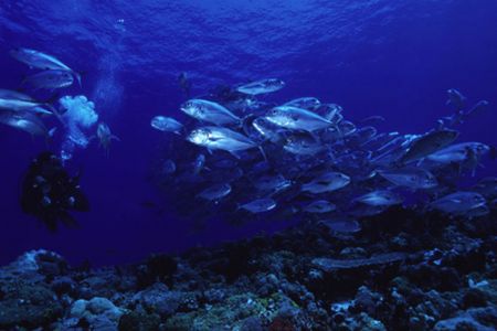 Diver and Big-eye Trevally by Richard Smith 