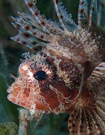 Portrait of a shortfin dwarf lionfish taken at Maraana si... by Nikki Van Veelen 