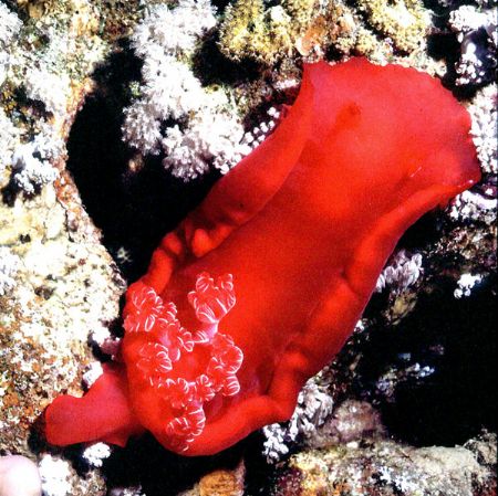 'SPANISH DANCER' Red Sea beauty - night dive. Housed Niko... by Rick Tegeler 