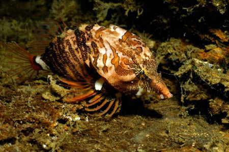 'Grunt Sculpin' Redondo Beach, Puget Sound, Washington by Greg Amptman 
