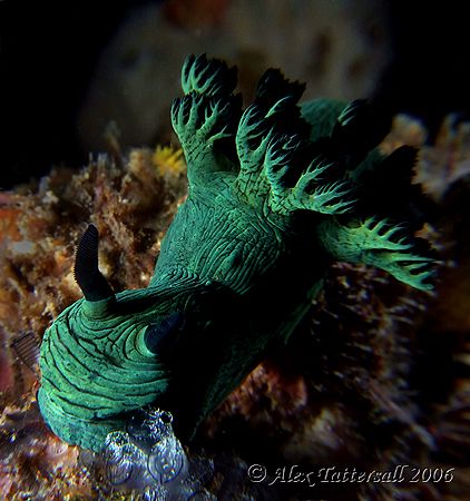 Greenie... nudi in Malapascua... by Alex Tattersall 
