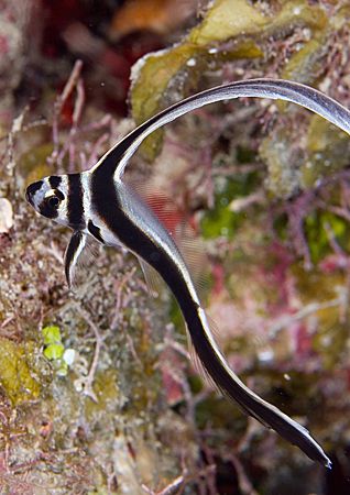 Today in Roatan, this is one hard fish to get in focus ;-) by Michael Shope 