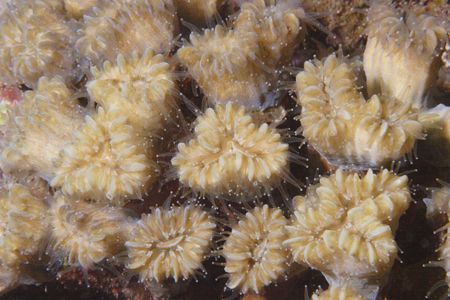 Coral feeding at night, Bonaire. Canon 20D, Ikelite Housi... by Lee Marple 