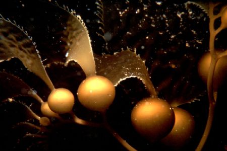 'KELP' Often I am stunned at the incredible symmetry I se... by Rick Tegeler 